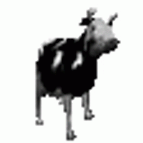 polish cow